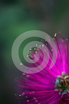 Single mimosa pudica flower in full bloom, perched atop a green stem in a close-up shot