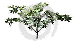 Single Mimosa tree with blossoms