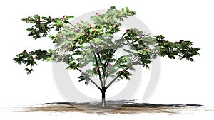Single Mimosa tree with blossoms on sand area