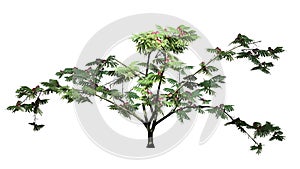 Single Mimosa tree with blossoms