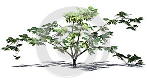 Single Mimosa tree - isolated on withe background