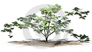 Single Mimosa tree on a sand area