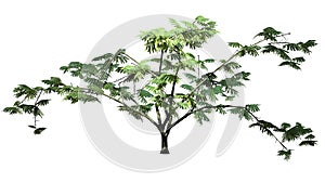 Single Mimosa tree