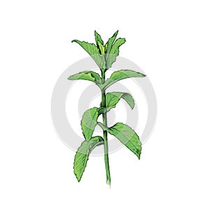 Single mint, plant