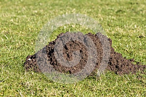 Single molehill in closeup