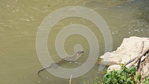 A single monitor lizard swimming across the edge of a river