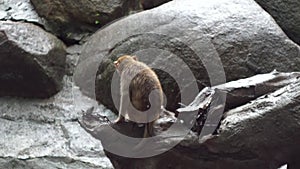 Single monkey sitting on rock. Media. Sad monkey sits with back turned on rock alone on rainy day. Wildlife and mammals