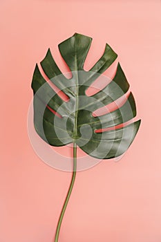 Single monstera palm leaf on coral pink background