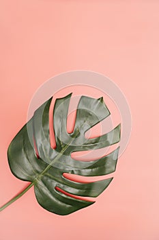 Single monstera palm leaf on coral pink background