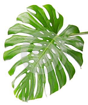 Single Monsteras leaf