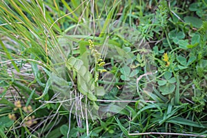 Single moonwort / Botrychium lunaria