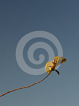 A single Mopani tree leaf hanging on