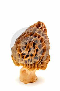 Single Morel Mushroom