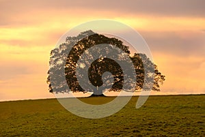 Single Moreton Bay Fig Tree photo