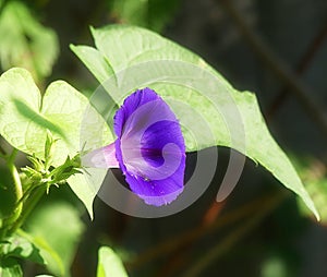Single Morning Glory Purple Flower Facing the Sunlight
