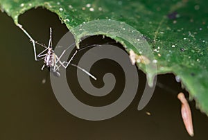 A single mosquito sitting on a green leaf in the Amazon rainforest, Madre de Dios, Puerto Maldonado