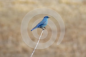 Single Mountain Bluebird on a Branch