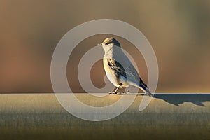 Single Mountain Bluebird (Sialia currucoides) standing on a metal pipe in the sun