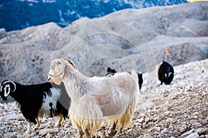 Single mountain goat standing on the top of Tahtali Mountain, Turkey