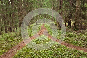 A single mountain path splits in two different directions. It is an autumnal cloudy day.A single mountain path splits in two diffe