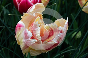 Single multi coloured parrot tulip in the Keukenhof in 2022 in the Netherlands