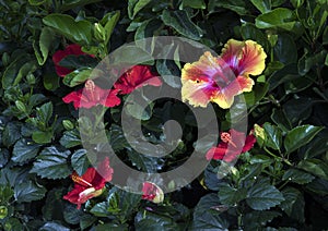 A single multicolored hibiscus flower with several red hibiscus in bright sunlight photo