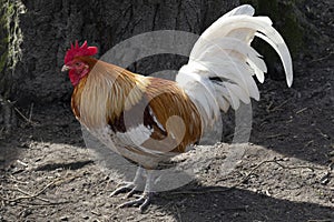 Single multicolored rooster standing outdoors