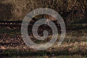 A single Muntjac deer feeding in the woods