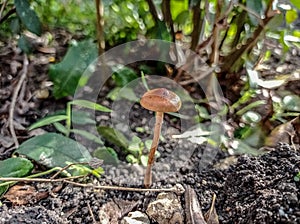 single mushroom. autumn time.