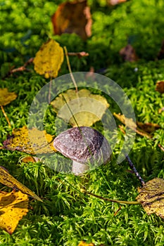 Single mushroom growing in dense moss