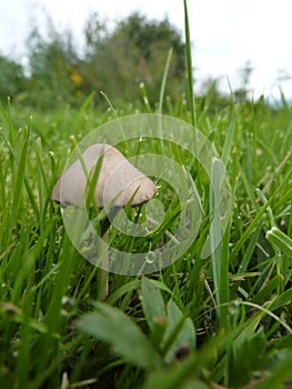 Single mushroom growing in green grass on a lawn