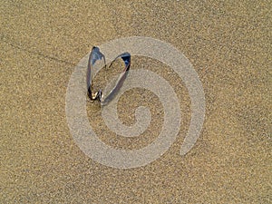 A Single Mussel Shell