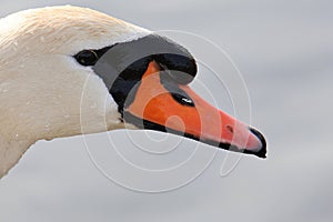 Single mute swan bird close-up of dewy head