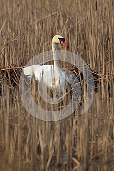 Single Mute Swan bird on a nest in spring nesting season