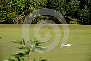 single mute swan in a lake full of duckweed while eating