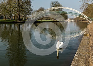 Single mute swan on river Great Ouse in Bedford, England