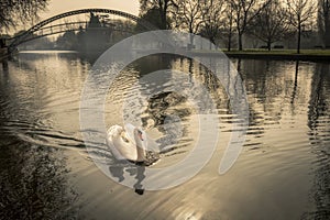 El único rechazar cisne sobre el un rio El gran en inglaterra 