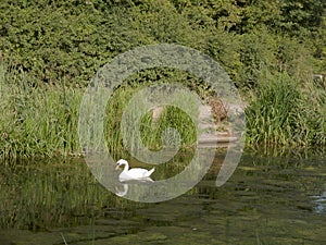 A single mute swan on the top of a lake with reflection in the w