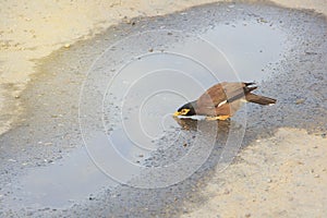 Single mynas drinking water in puddle on road