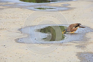 Single mynas drinking water in puddle on road