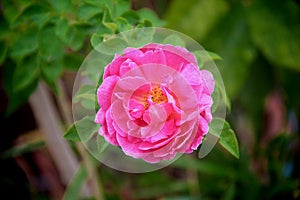 Single nature colorful flower sweet pink rose blooming in garden top view