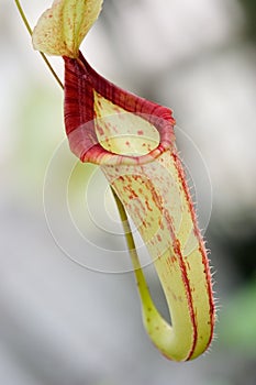 Single Nepenthes sp. flower