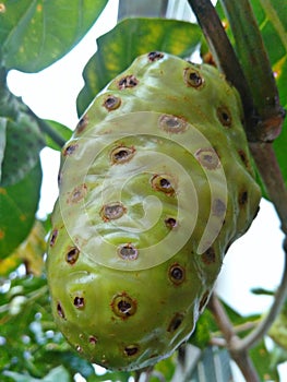 A Single Noni Fruit on the Tree Vomit Cheese Puke Fruit