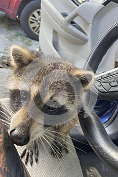 A single North American raccoon, Procyon lotor, inside a car