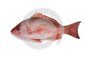 Single Northern red snapper