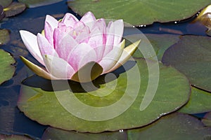 Single Nymphaea `Mrs Richmond` Waterlily with Lily Pads