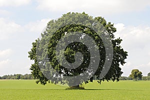 Single oak tree
