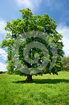 Single oak tree