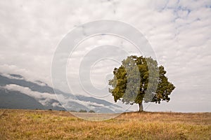 Single oak tree