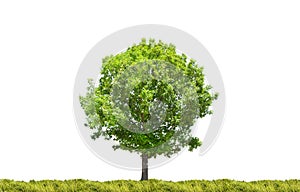 Single oak tree in green grass